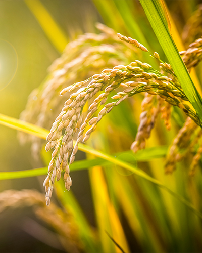 谷物加工用酶制剂