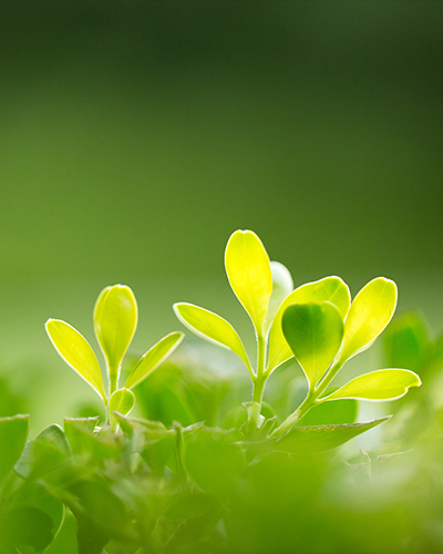 植物提取用酶制剂